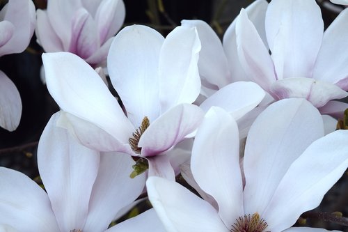 magnolia  leaves  pink