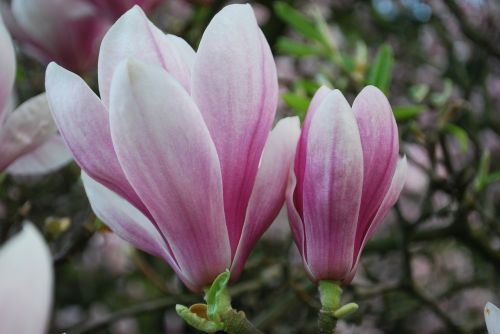 magnolia nature plants