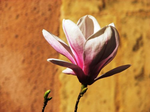 magnolia blossom bloom