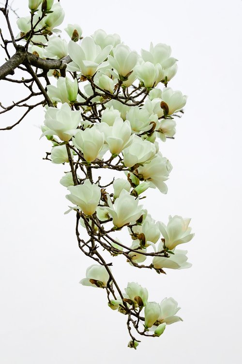magnolia  spring flowers  nature