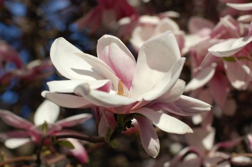 magnolia blossom bloom