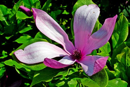 magnolia  pink  flower