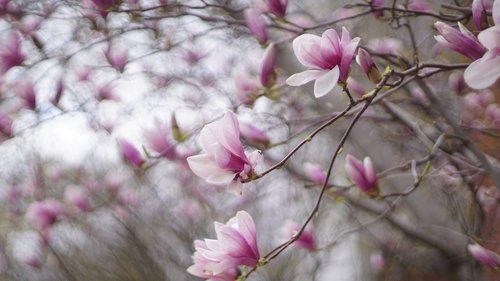 magnolia  magnolia liliiflora  yulania