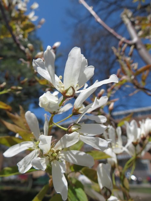 magnolia  magnolia kobus  japanese magnolia