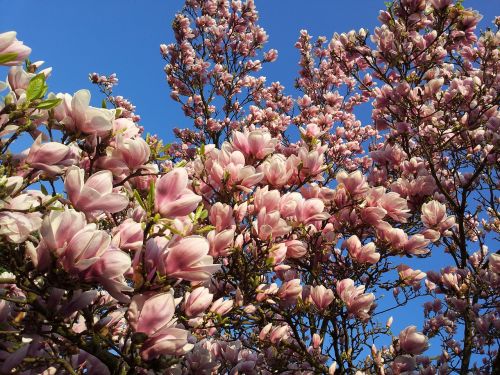 magnolia flowers magnolia blossom