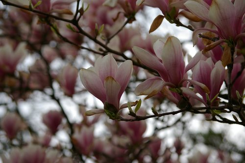 magnolia  tree  tulip magnolia