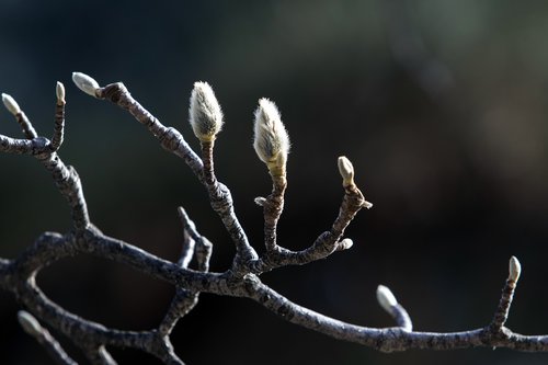 magnolia  buds  bud