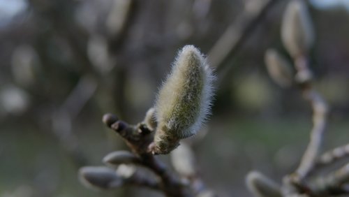 magnolia  spring  flowering