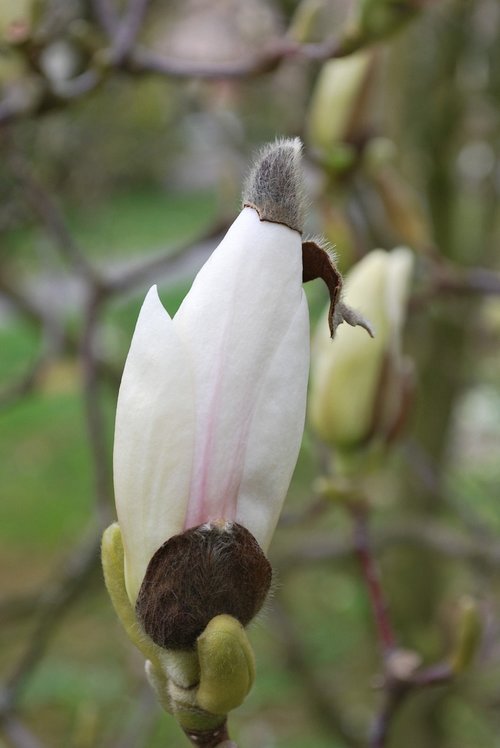 magnolia  bud  blossom