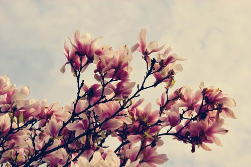 magnolia  flowers  tree