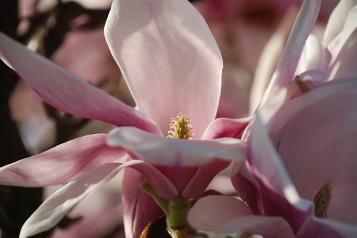 magnolia  flower  spring
