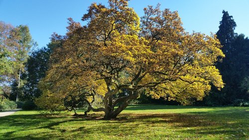 magnolia  tree  light