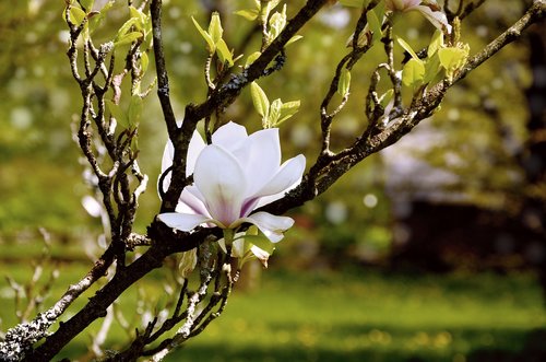 magnolia  tree blossoms  blossom