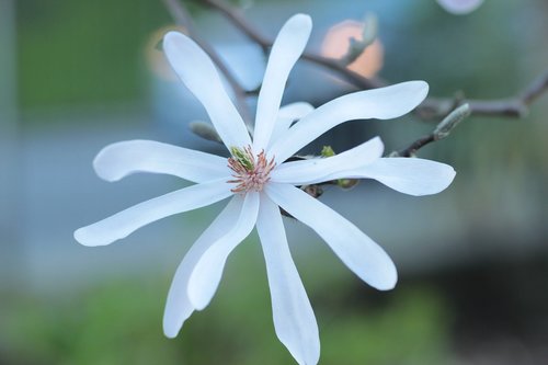 magnolia  flower  spring