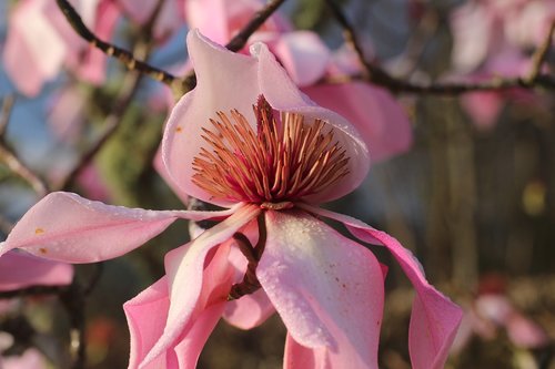 magnolia  flower  spring