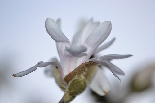 magnolia  star magnolia  spring