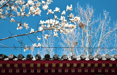 magnolia  ancient architecture  eaves