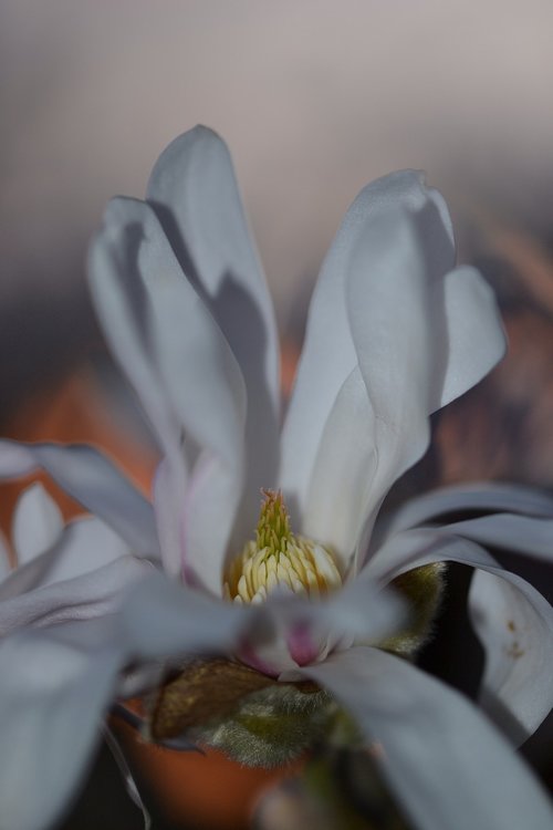 magnolia  star magnolia  spring