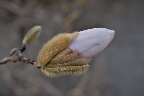 magnolia  close up  blossom
