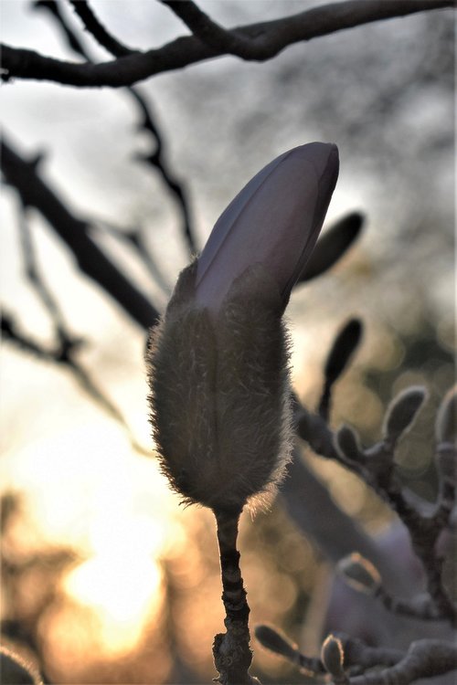 magnolia  backlighting  close up