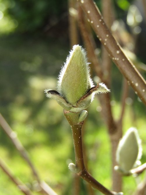 magnolia  bud  spring