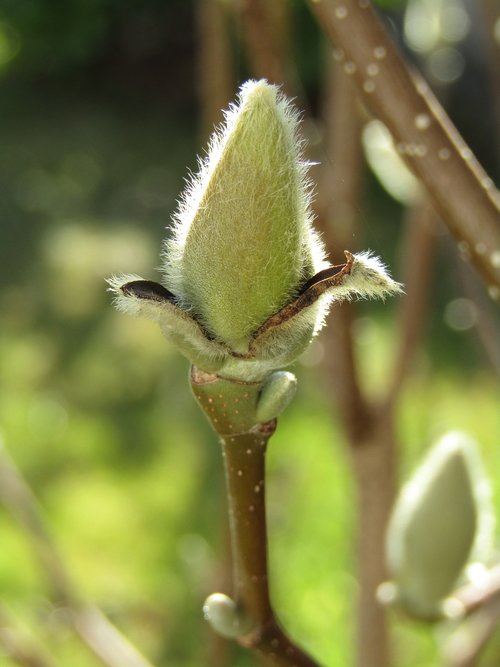 magnolia  bud  spring