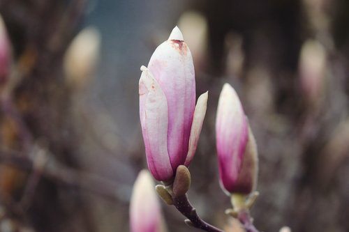 magnolia  bud  spring