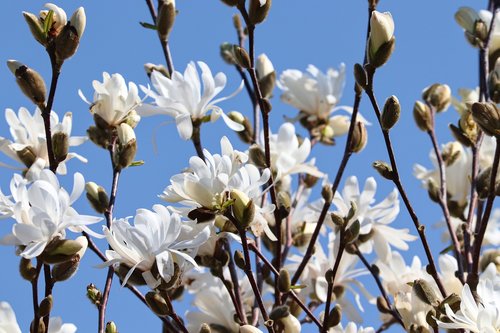 magnolia  white  bloom