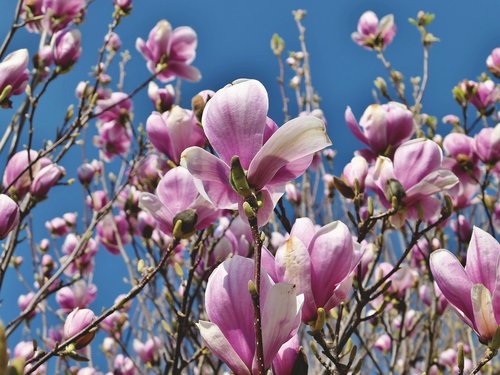 magnolia  magnolia tree  flowers