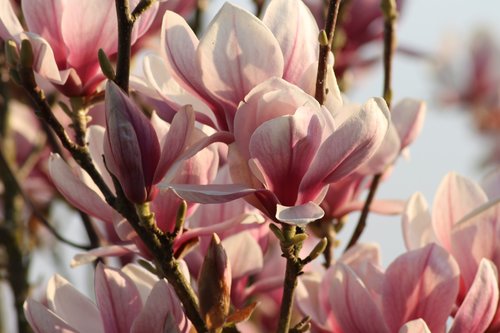 magnolia  spring  blossom
