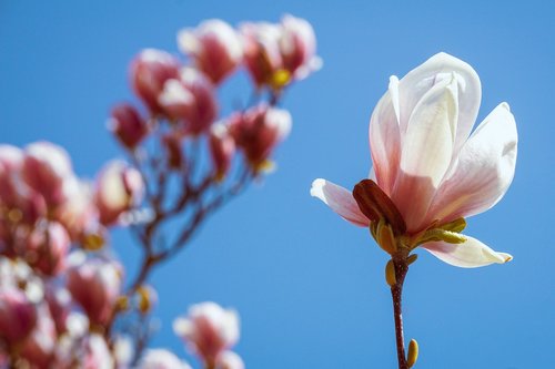 magnolia  blossom  bloom