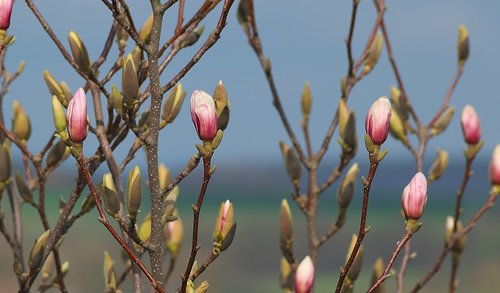 magnolia  bud  pink
