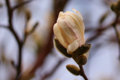 magnolia  bud  spring
