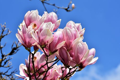 magnolia  magnolia tree  flowers