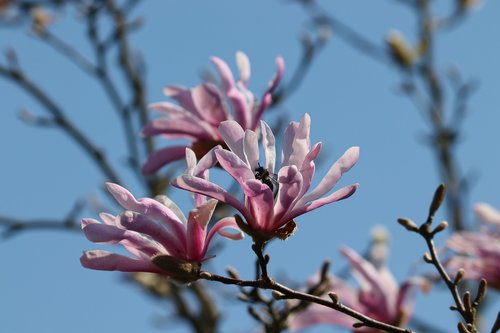 magnolia  white  pink
