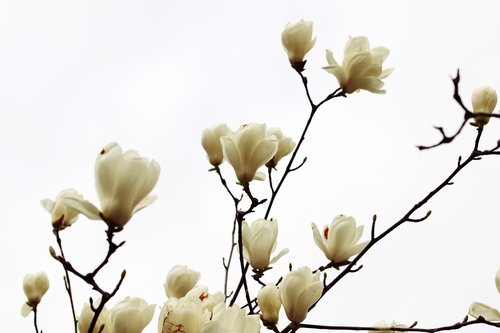 magnolia  spring  flowers