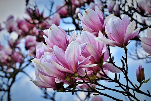 magnolia  magnolia tree  flowers