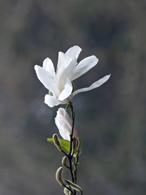 magnolia  flowers  art