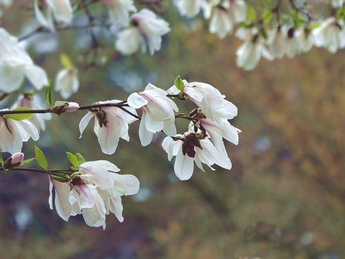 magnolia  flowers  spring