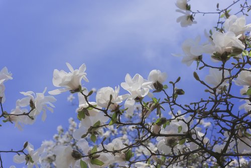 magnolia  flowers  white
