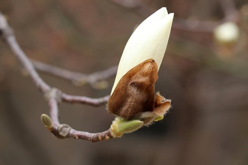 magnolia  buds  nature