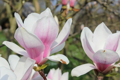 magnolia  white  spring