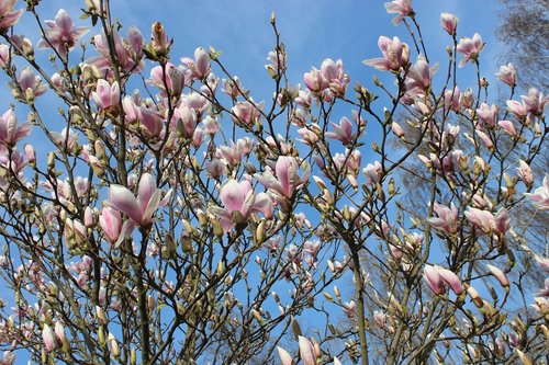 magnolia  white  spring