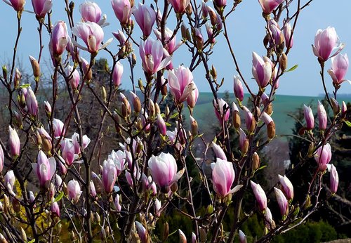 magnolia  flowers  spring