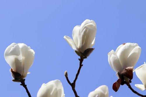 magnolia  spring  flowers