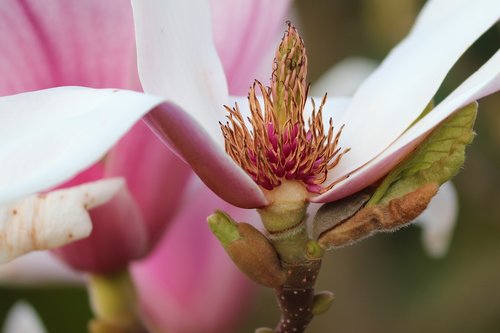 magnolia  magnolia blossom  detail