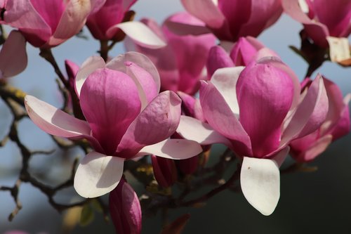 magnolia  tulip magnolia  flowers