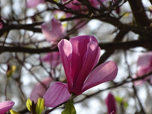 magnolia  blossom  bloom