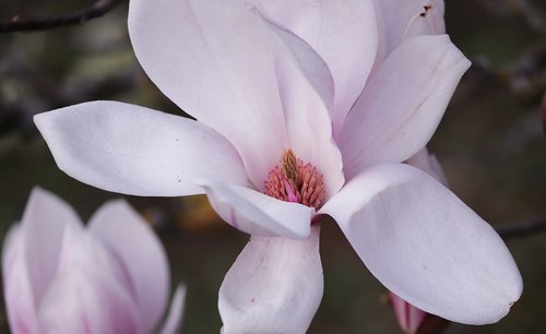 magnolia  magnolia blossom  detail