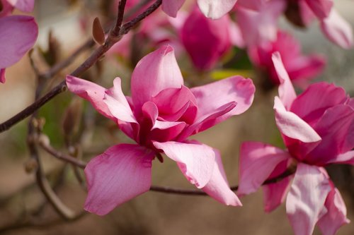 magnolia  tree  spring